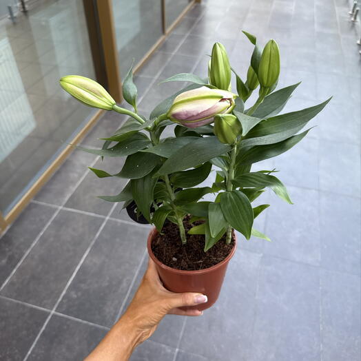Лилия / Lilium