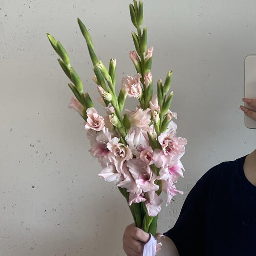 Гладиолусы нежно розовые 🎀 5