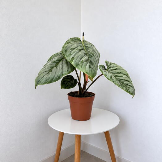 Philodendron sodiroi