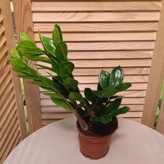 Замиокулькас (Zamioculcas 3+)