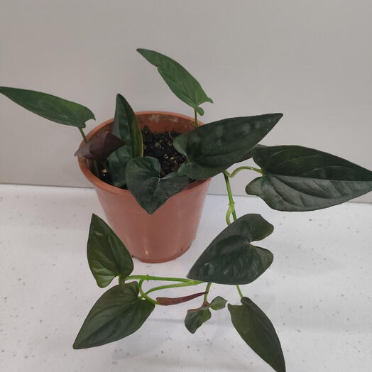 Сингониум Ред Эрроу (Syngonium Red Arrow, Эритрофиллум Red Arrow)