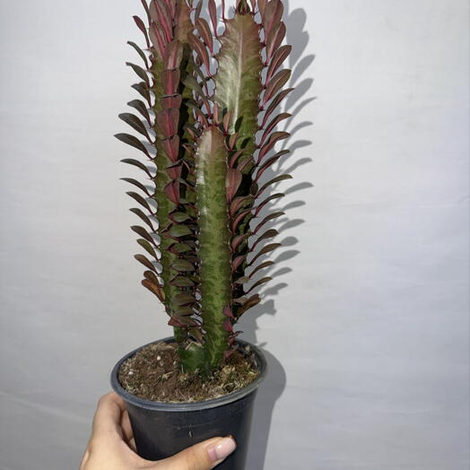 🌵 Молочай треугольный «Рубра» — Euphorbia trigona ‘Rubra