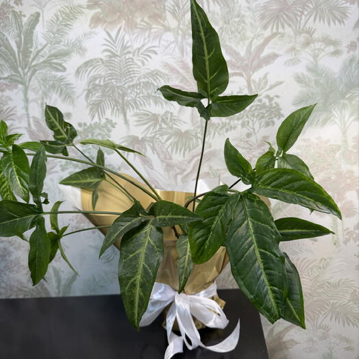 Сингониум ушковидный (лат. Syngonium auritum)