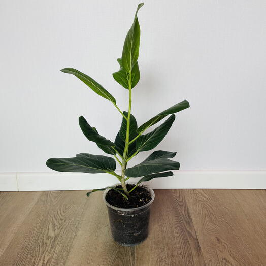 Фикус Одри (Ficus Audrey)