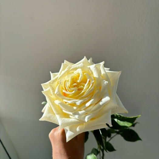 Роза 5