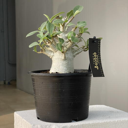 BAOBAB  ANSU ADENIUM пустынная роза
