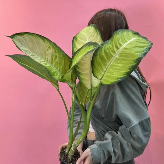 Диффенбахия 💚