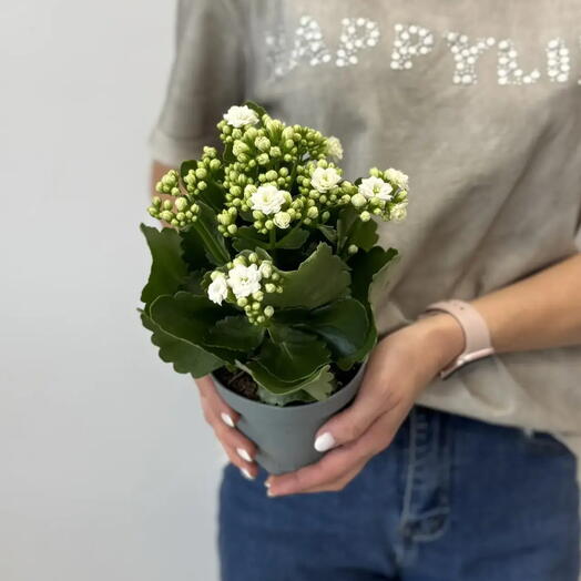 Каландивa