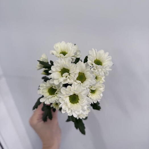 Сантини Белый