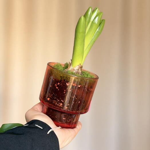 Blooming hyacinth