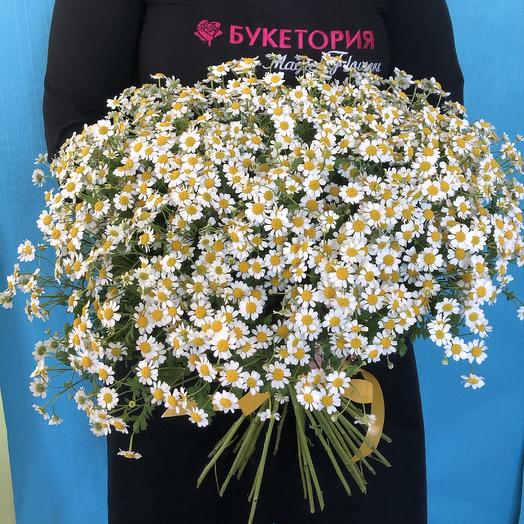 Ромашковый луг