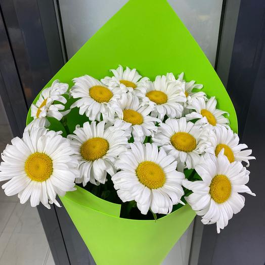 Daisy 13