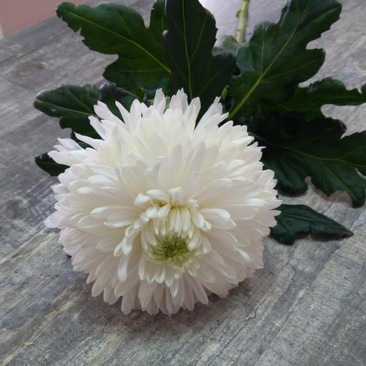 Chrysanthemum Antonov
