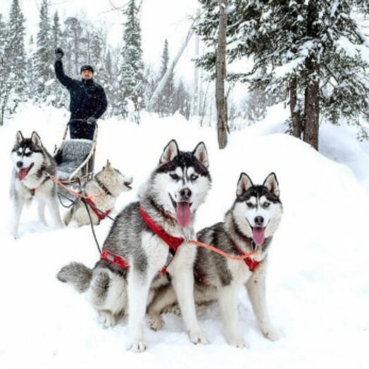 КАТАНИЕ НА ХАСКИ ДЛЯ ДВОИХ