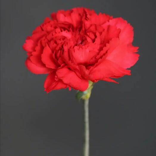 Red carnation