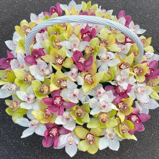 Paradise of orchids