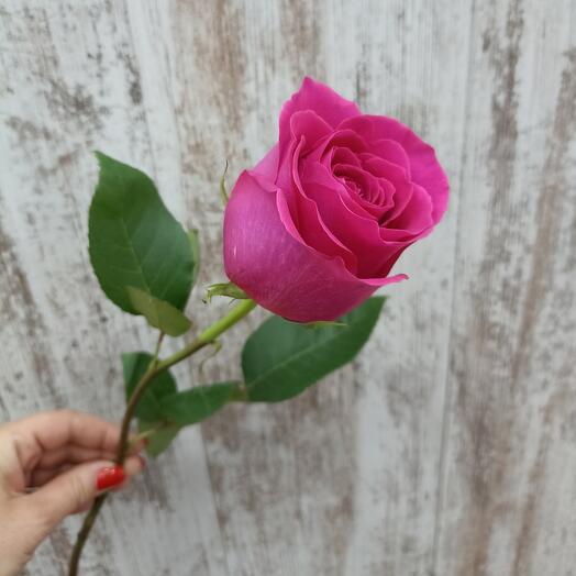 Роза пинк флоид