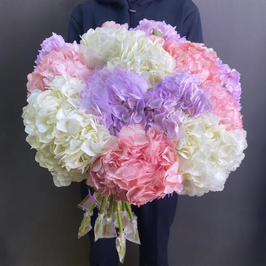15 hortensias