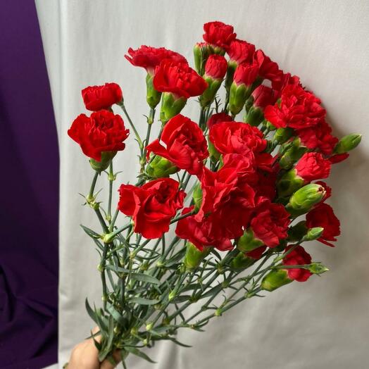 Гвоздики