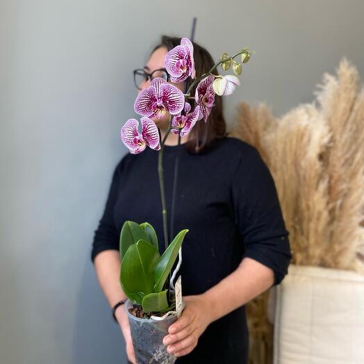 Phalaenopsis Orchidae