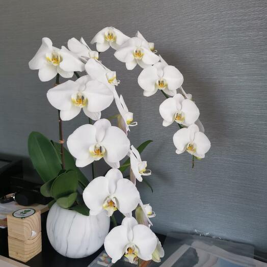 Orchids (Phalanopsis )
