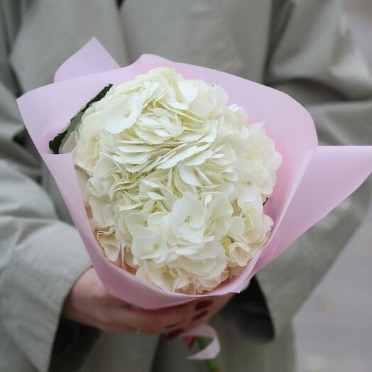 Hortensias en stock