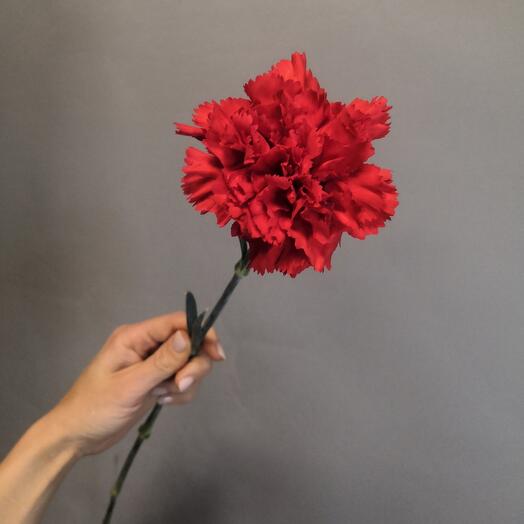 Clavel rojo