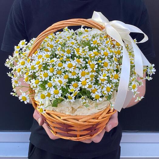 Cesta de margaritas🌼