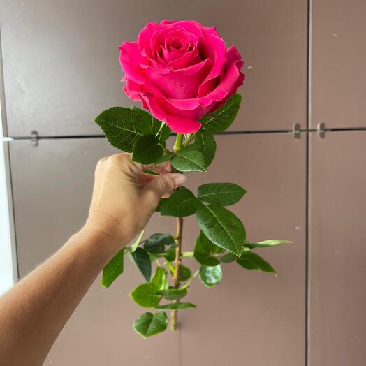 Rose Crimson Pink Floid