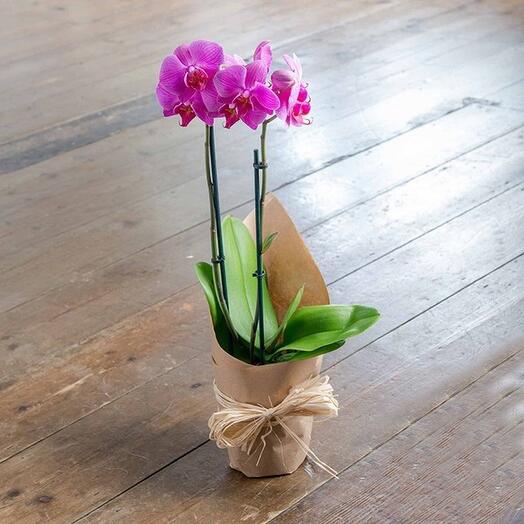 Pink Phalaenopsis orchid