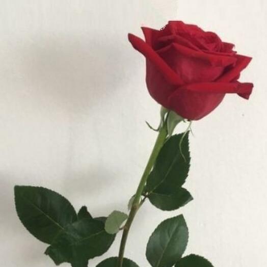 Голландская  красная  роза  60 см