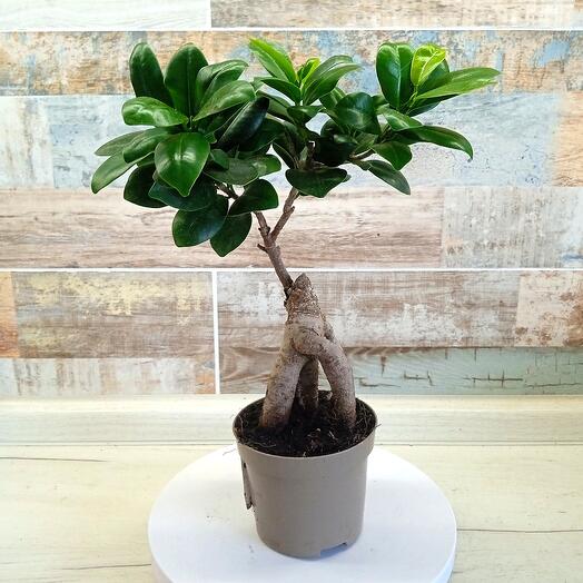 Ficus microcarpa Ginseng