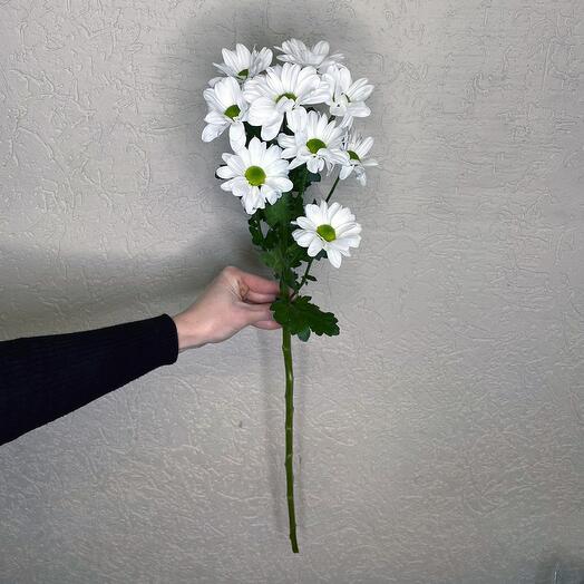 Хризантема кустовая