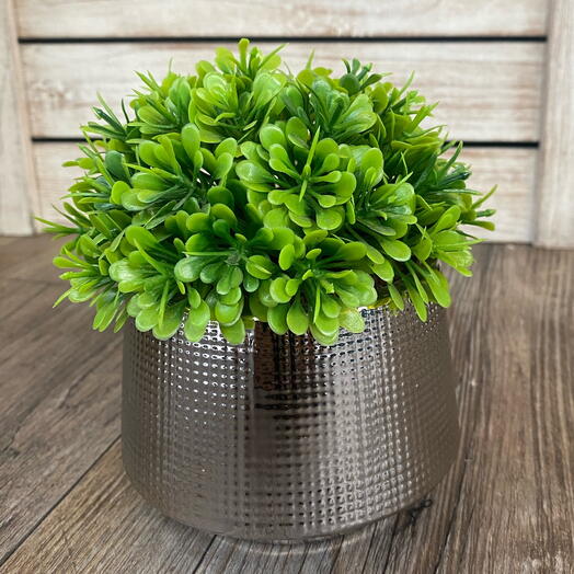 Arbusto con base plateada
