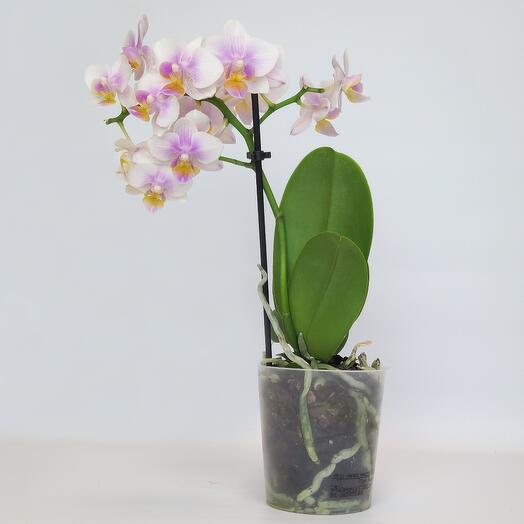 Orchid "Gentle encounter" (phalaenopsis), D-9