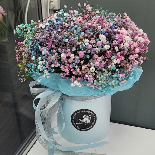 Composition of Gypsophila
