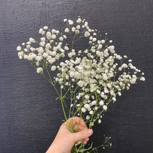 Гипсофила