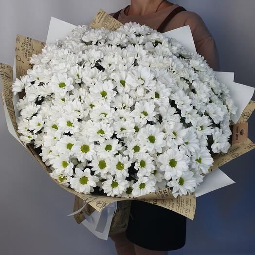 25 ромашковых хризантем