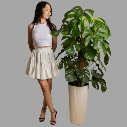 Монстера 120 см