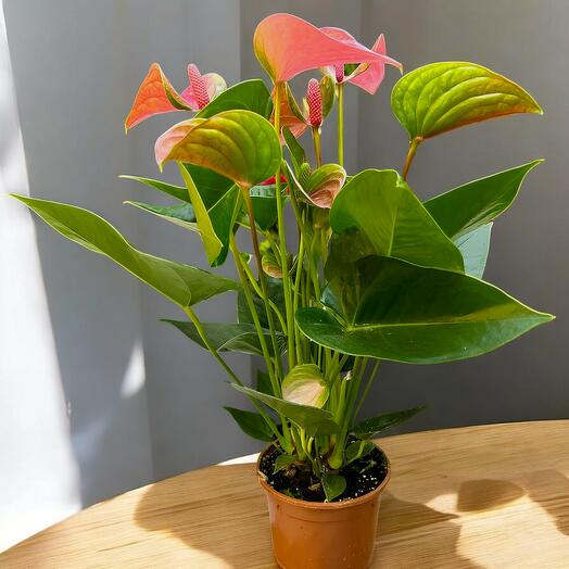 Anthurium Rosa