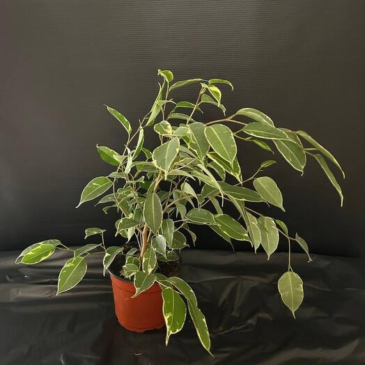 Комнатное растение Фикус Бенджамина Кинг