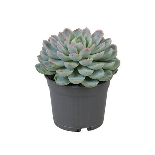 Echeveria Succulent