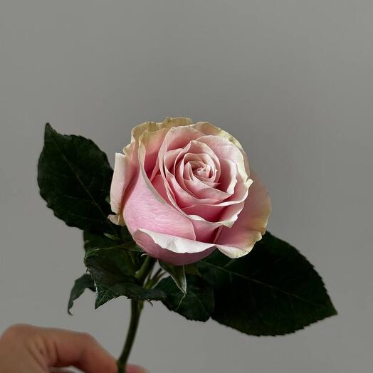 Роза "Pink Mondiale"