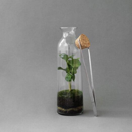 Arabica Coffee S Long Florarium / HEIS Ecosystem