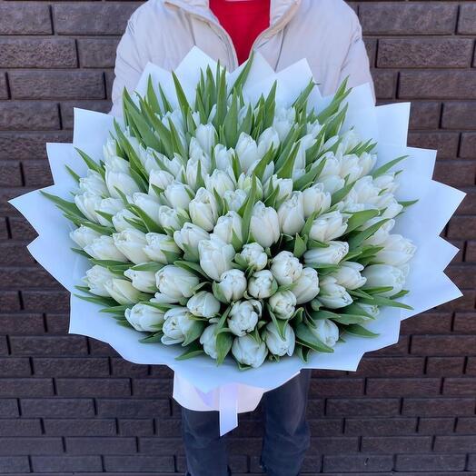 151 белые тюльпаны