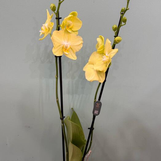 Орхидея желтая Фаленопсис