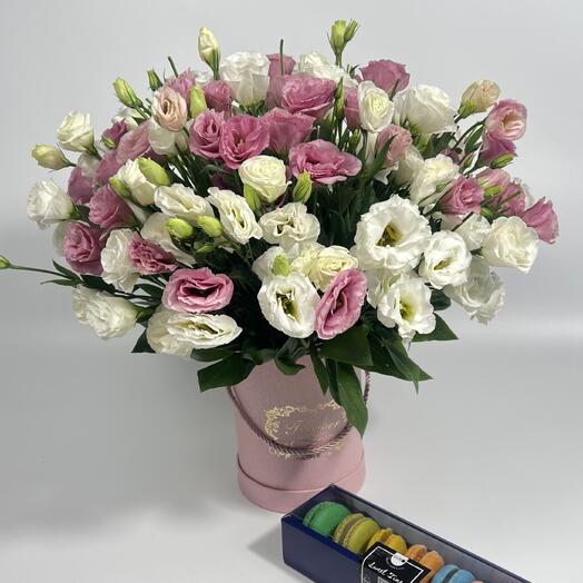 Eustoma box