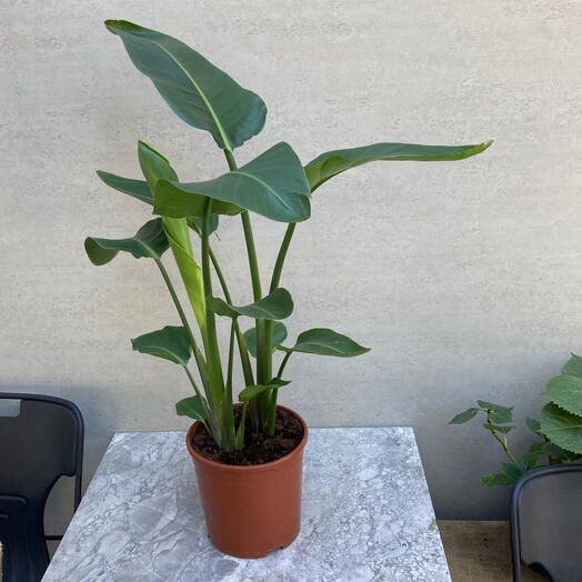 Strelitzia (muz ağacı) nicolai 90 cm yukseklik 2 govdeli