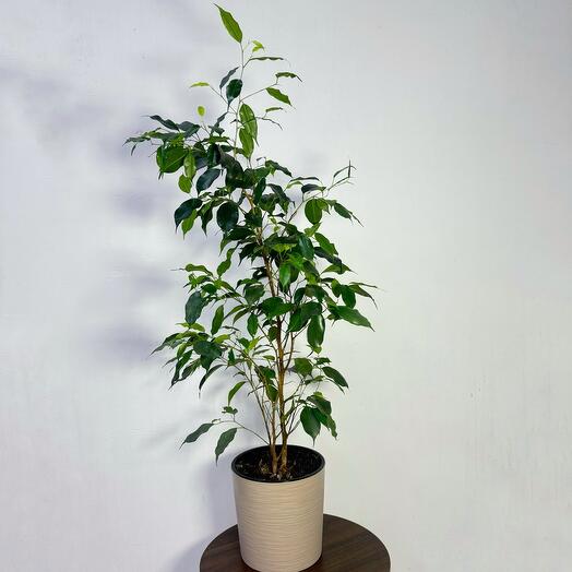 Фикус Бенджамина Exotica