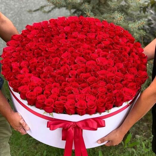 Красные розы в коробке голландские 151